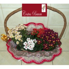 Cesta de Flores plantadas